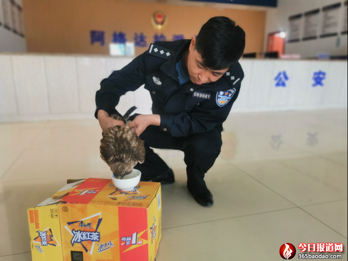 警民攜手救助國家一級重點(diǎn)保護(hù)動(dòng)物獵隼300.png