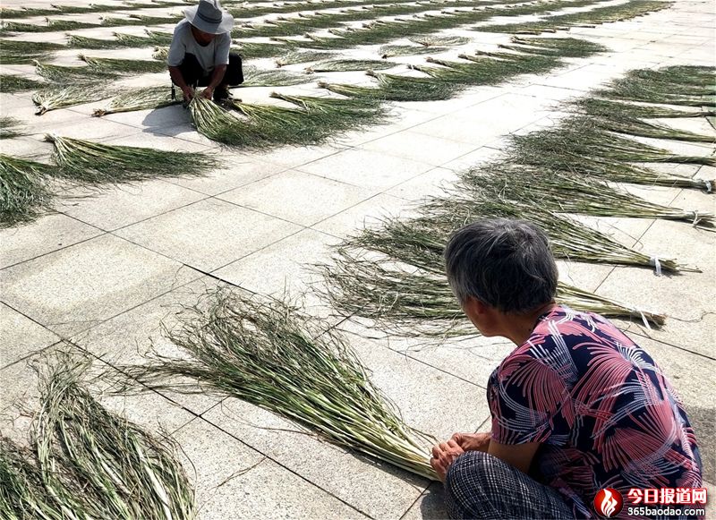 瑯琊草8.jpg