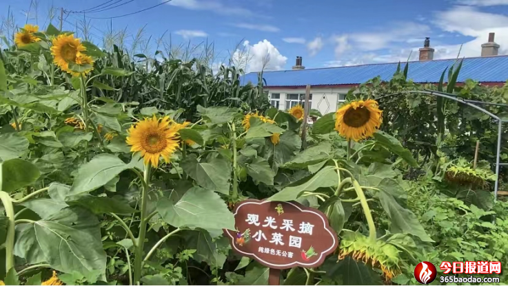 紅光鄉(xiāng)太平村新聞稿件(補充后) - 復件1868.png