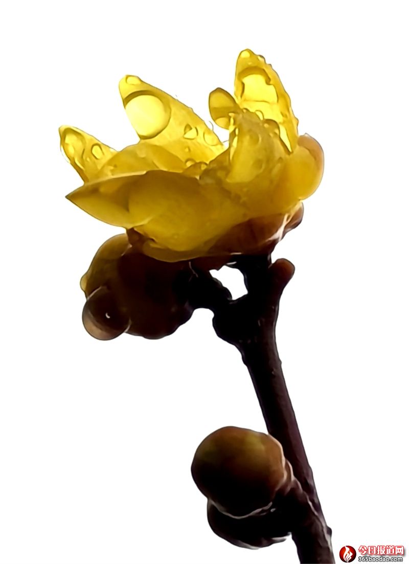 雨露滋潤(rùn)花更艷2.jpg