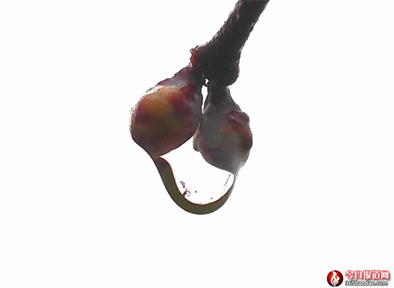 雨露滋潤(rùn)花更艷4.jpg