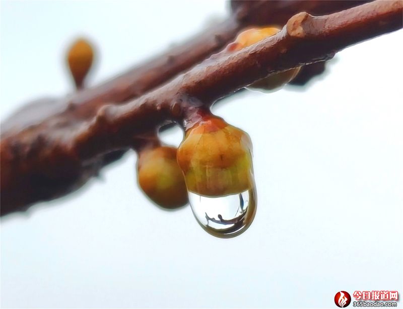 雨露滋潤(rùn)花更艷1.jpg