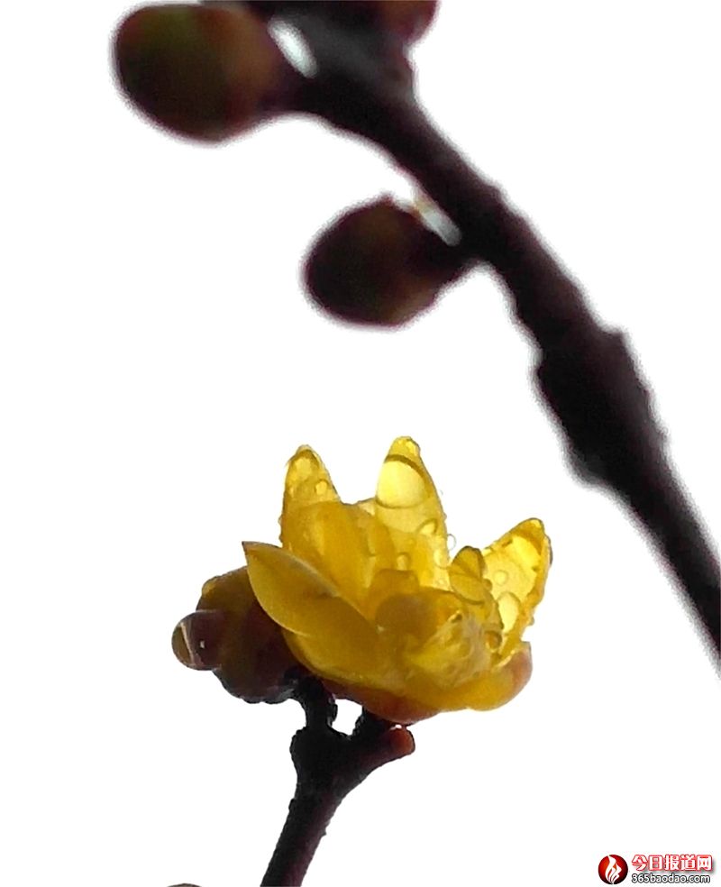 雨露滋潤(rùn)花更艷5.jpg